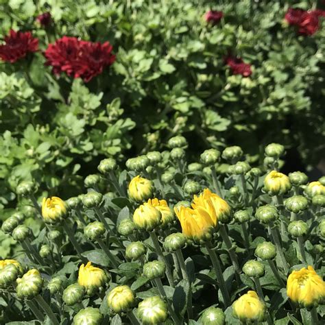 How Often Do Mums Flower at Rose Braddon blog