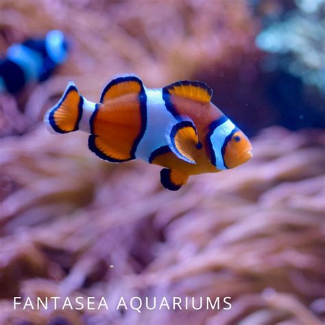 9 Popular Types of Clownfish For Your Reef Tank - Maryland Aquarium ...