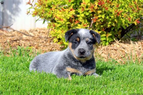 Blue Merle Australian Cattle Dog Puppy