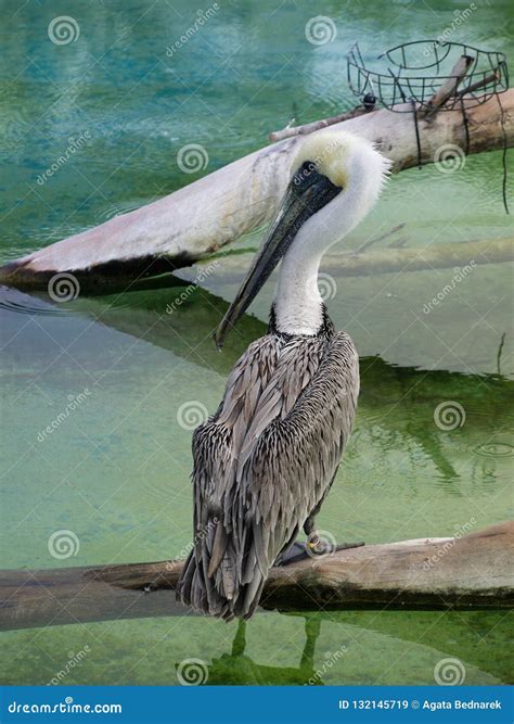 Pelican on rock stock image. Image of birds, blue, ocean - 132145719