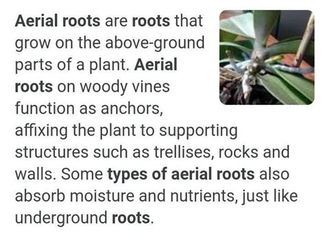 what is the use of arial roots? - Brainly.in