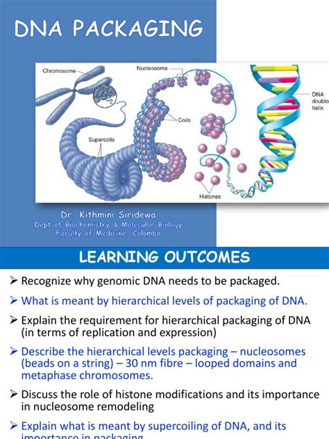 DNA Packaging | PDF | Chromatin | Histone