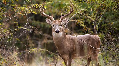 New Arkansas hunting regulations and season dates | 5newsonline.com