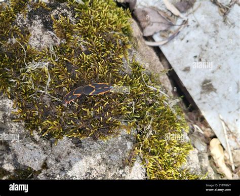 Eastern Boxelder Bug (Boisea trivittata Stock Photo - Alamy