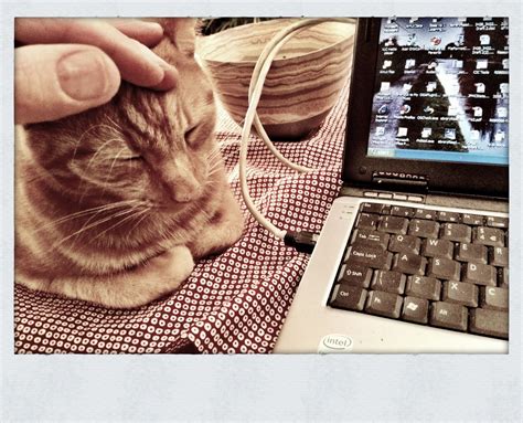 Image result for Cat Fixing Computer