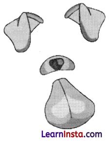 Image result for Computer Vision Class 10 MB Full Chapter