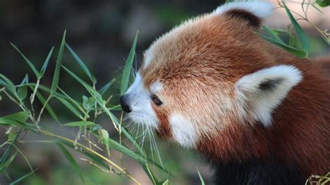 Download Animal Red Panda HD Wallpaper