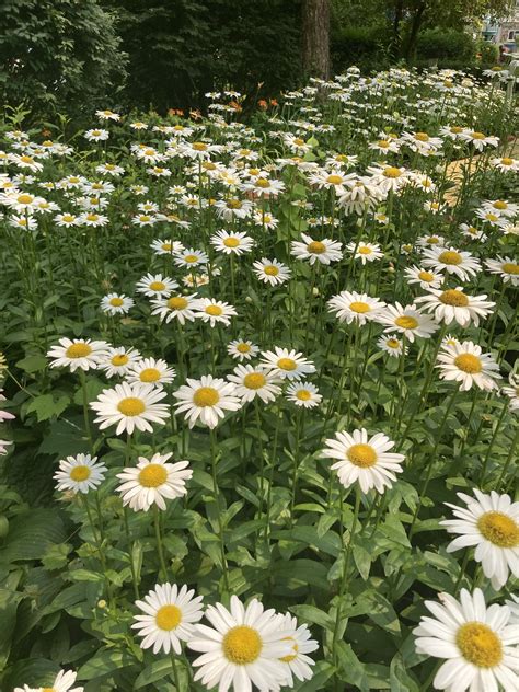 Shasta daisy – growing and caring for shasta daisy flowers – Artofit