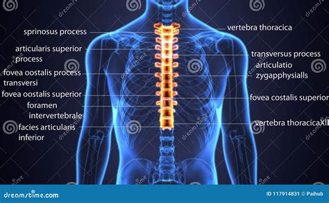 Middle Back 的图像结果