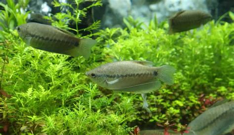 Fluval FX6 Review 的图像结果