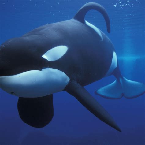 Orcas In Captivity