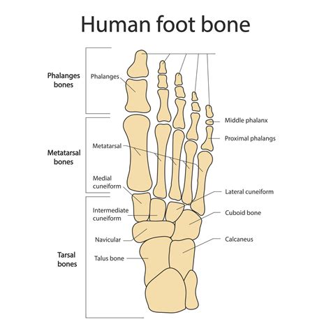 Anatomy Of The Human Ankle