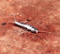 insettini bianchi in casa what insect is this garden of minnesota insettini bianchi in casa what insect is this garden of minnesota