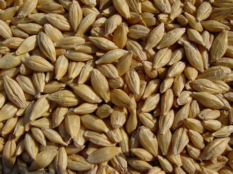 Amazon.com: Barley 12 Lbs, Unhulled Barley (Hull Intact), Joseph's ...