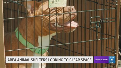 Bay Path Dog Shelter