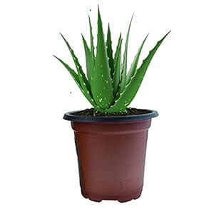 Eaglesford PlantVlant Aloe Vera Burn Green Indoor Medicinal Live Plant ...