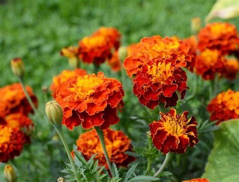 Garden Symmetry: Stunning Round Flowers to Elevate Your Landscape