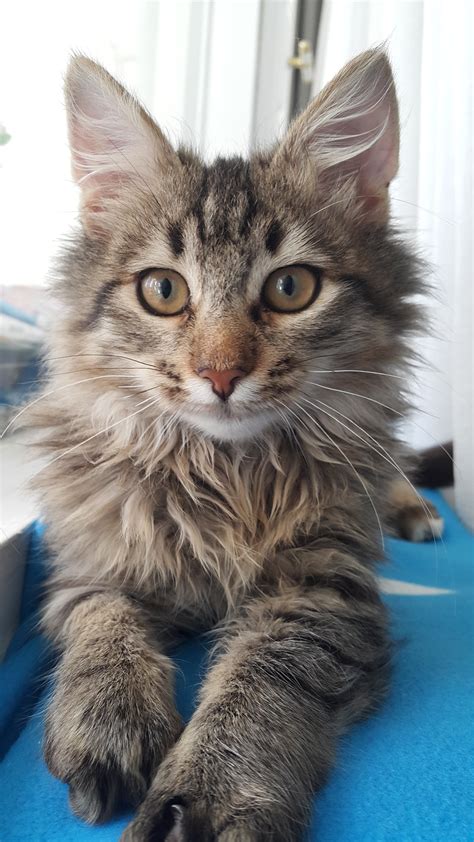 Free Images : animal, looking, pet, young, kitten, baby, whiskers, paw ...