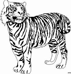ausmalbilder tiere tiger schoener tiger ausmalbild malvorlage tiere ausmalbilder tiere tiger schoener tiger ausmalbild malvorlage tiere
