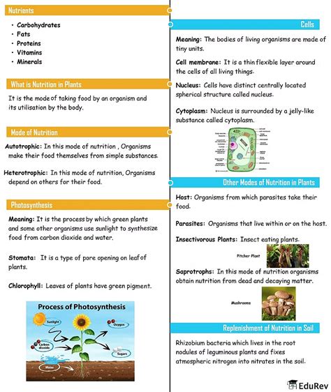 Mind Map: Nutrition in Plants - Science Class 7 (Old NCERT) PDF Download