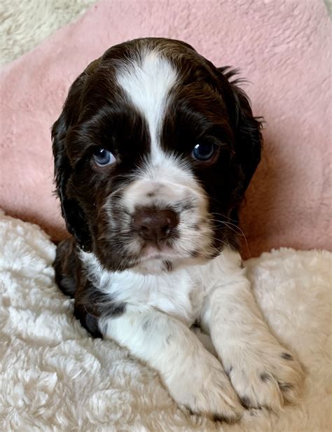American Cocker Spaniel Puppies For Sale | Jonesboro, AR #321748