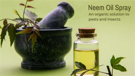 NEEM vs INSECTS – Garden Up