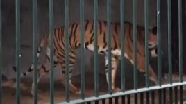 广州动物园一老虎骨瘦如柴像“申公豹” 工作人员回应_凤凰网视频_凤凰网