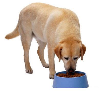 持续了14年的狗狗喂食试验：少吃25%的狗狗，寿命延长了50%-我们爱宠物网