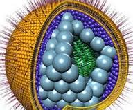 Life Technologies India: - FBS (foetal bovine serum, Fetal Bovine Serum ...