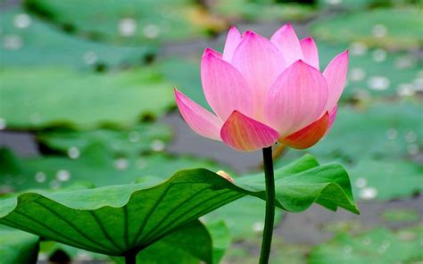 Computer Them 的图像结果