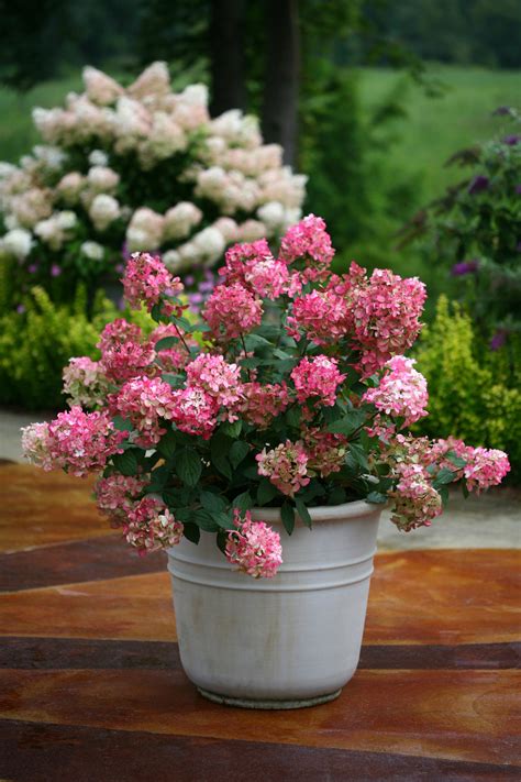 Fire Light® - Panicle Hydrangea - Hydrangea paniculata | Proven Winners