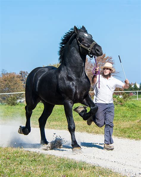 Huge Percheron Most Powerful Horse Breed In The World