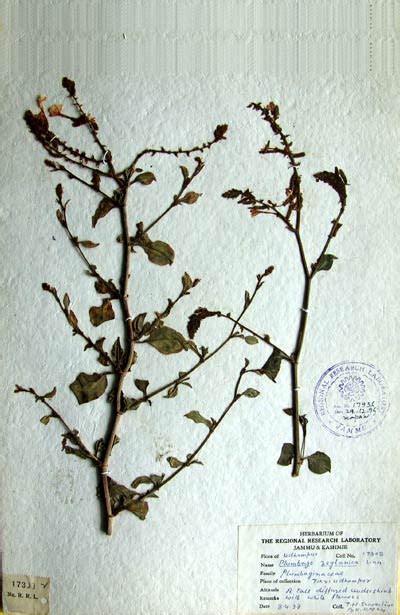 plumbago_zeylanica.