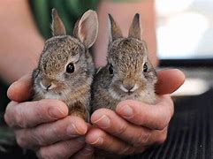 Image result for Wild Baby Rabbits Nest