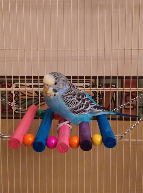 Meet my new baby and first ever parakeet Sherbert! I love him/her? so ...