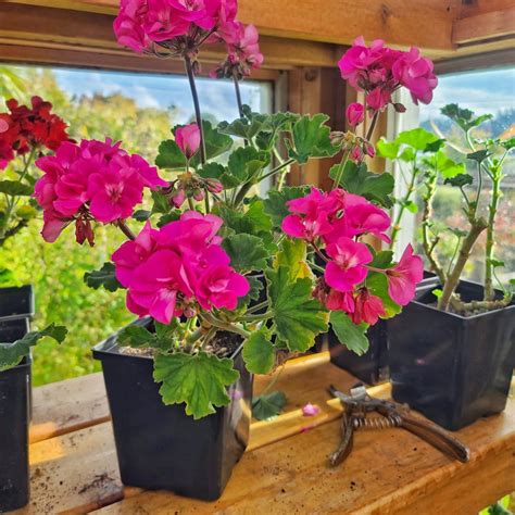 4 Easy Options for Overwintering Your Geraniums - Shiplap and Shells