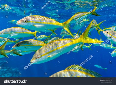 720 imágenes de Yellowtail snapper - Imágenes, fotos y vectores de ...