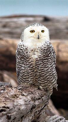Snowy Owl Wallpaper Iphone by Snowy Owls Wallpapers Wallpaper Cave Snowy Owl Wallpaper Iphone