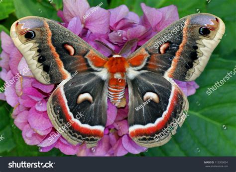 The Beautiful Giant Silk Moth Butterfly Called Cecropia Moth ...