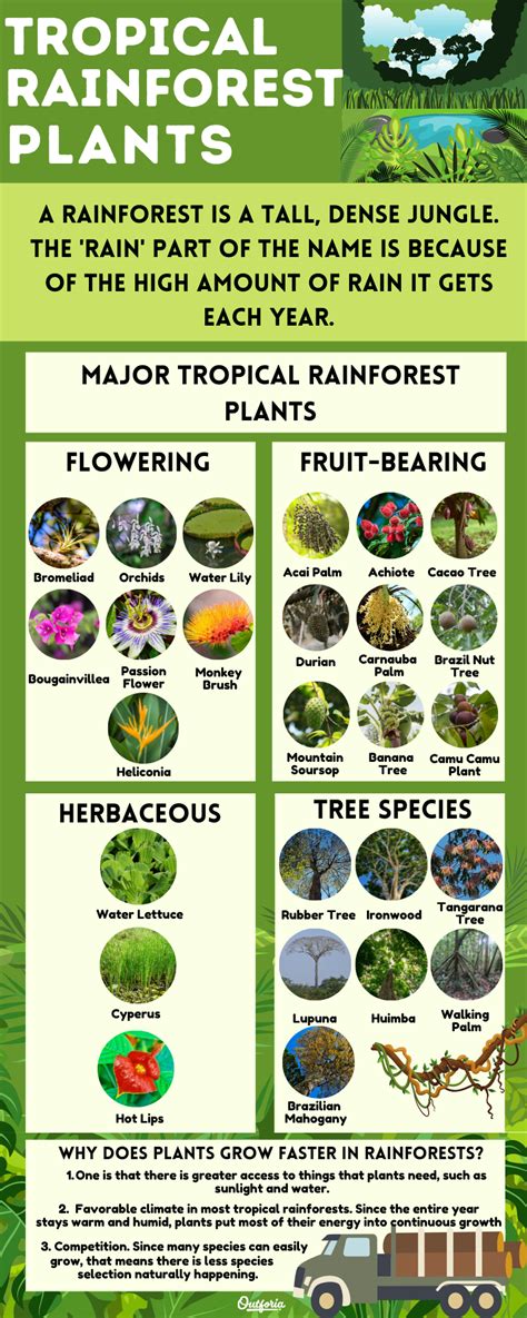 Examples Of Rainforest Plants