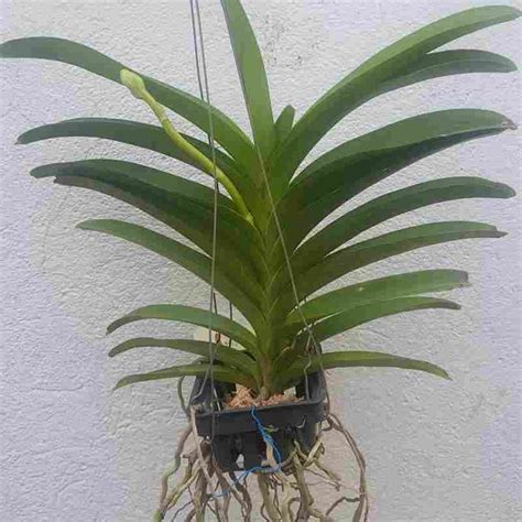 Vanda Pakpanang Blue – EXOTICA ORCHIDS