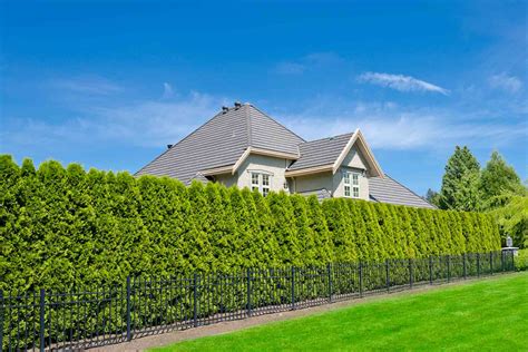 18 Privacy Fence Ideas for Your Yard (2026)