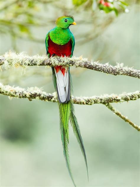 Quetzal