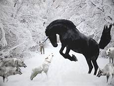 Unicorn And Wolf Wallpaper by Wolves Vs Unicorn By Sleepingdeadgirl On Deviantart Unicorn And Wolf Wallpaper