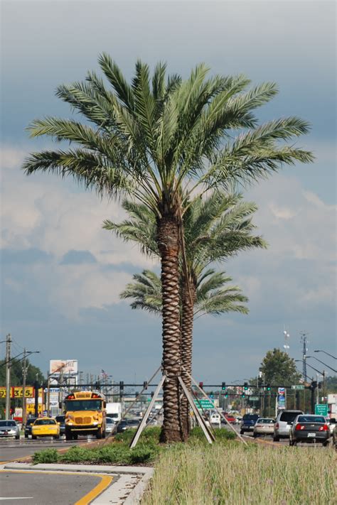 Medjool Date Palm - Cherrylake