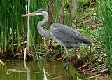 Hinterland Who's Who - Great Blue Heron