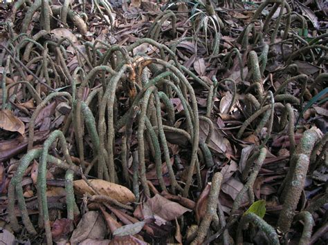 Western ghats: in search of the primeval