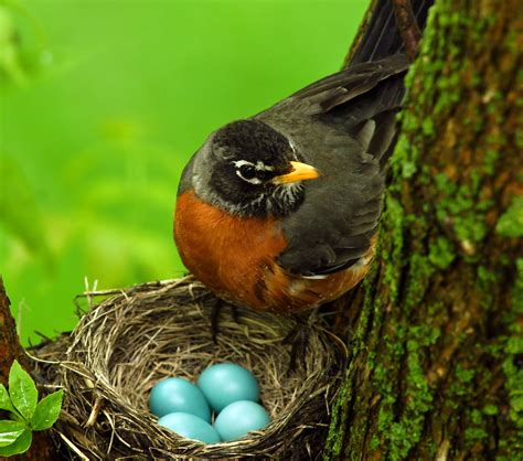 American Robin Bird Eggs Eggs! | U.S. Fish & Wildlife Service