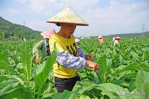 江西吉水：夏日忙农事-人民图片网