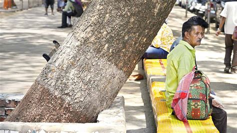 Mumbai: Shivaji Park trees gasp for space amid rising cement barriers